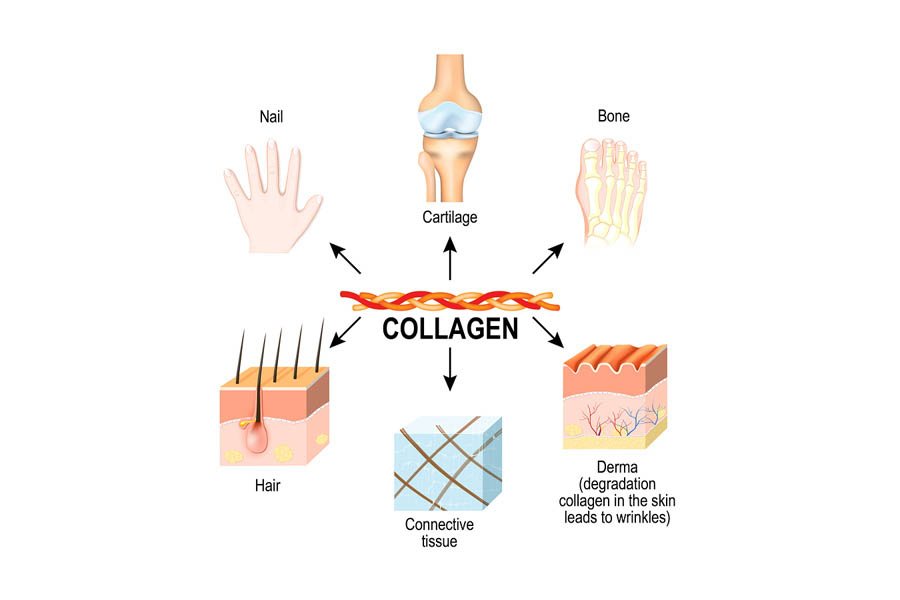 Collagen Là Gì? Top Những Thực Phẩm Bổ Sung Collagen Nhiều Nhất