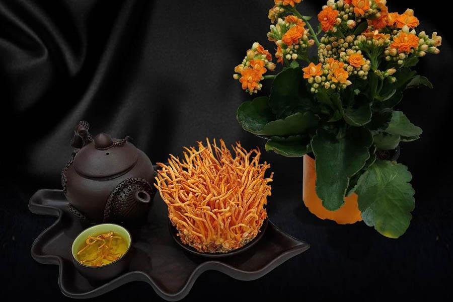 Đông Trùng Hạ Thảo Là Gì Và Tác Dụng Của Đông Trùng Hạ Thảo 12 Đông Trùng Hạ Thảo Là Gì Và Tác Dụng Của Đông Trùng Hạ Thảo