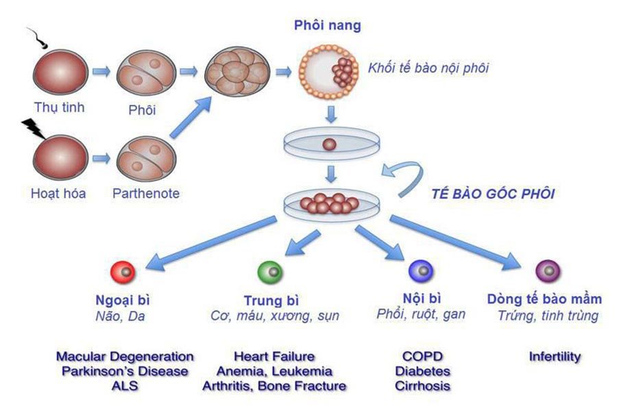 Tìm hiểu về tế bào gốc và ứng dụng của tế bào gốc hiện nay 2 Nên có thói quen uống 2 lít nước mỗi ngày