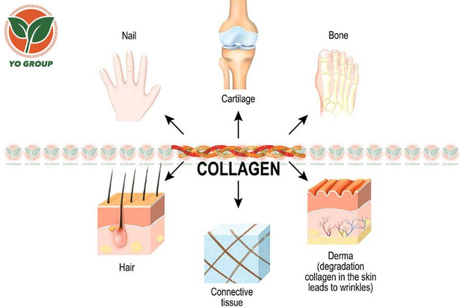 Collagen Dạng Nước Nhật Bản Và Những Lưu Ý Cần Biết 3 Những Lưu Ý Phải Biết Khi Dùng Collagen Dạng Nước Nhật Bản
