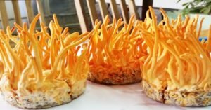 Cách Làm Đông Trùng Hạ Thảo Ngâm Mật Ong Siêu Dễ Ai Cũng Có Thể Làm Được