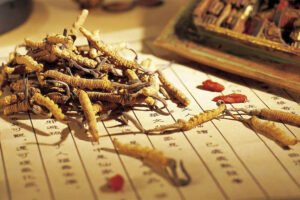 Những Ai Không Dùng Được Đông Trùng Hạ Thảo?