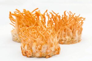 Đông Trùng Hạ Thảo Có Tác Dụng Gì Đối Với Phụ Nữ? 4 Đông Trùng Hạ Thảo Có Tác Dụng Gì Đối Với Phụ Nữ?