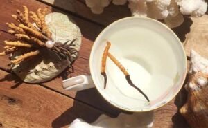 Đông Trùng Hạ Thảo Nhật Bản Nào Tốt Nhất Hiện Nay?