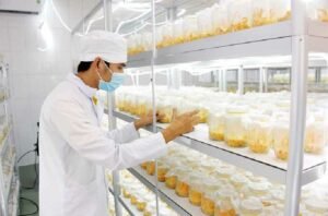 Có Nên Lựa Chọn Đông Trùng Hạ Thảo Nuôi Cấy Không? 3 Có Nên Lựa Chọn Đông Trùng Hạ Thảo Nuôi Cấy Không?