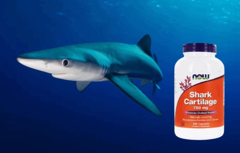 ho tro xuong khop sun vi ca now shark cartilage
